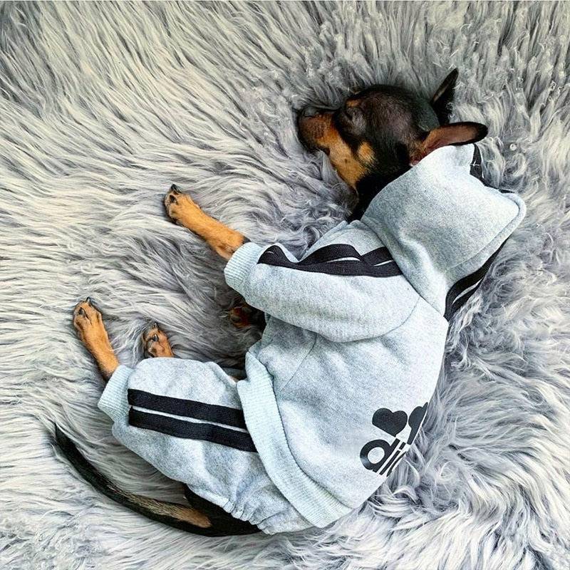 Adidog sweatsuit